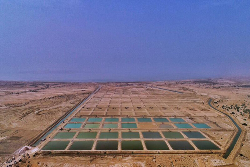 تولید میگوی پرورشی در استان بوشهر به بیش از ۳۶ هزار تن رسید