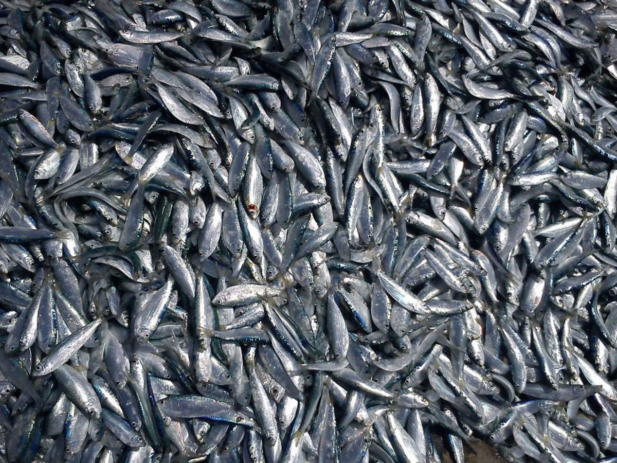 کاهش ۲۲ درصدی صید کیلکا ماهیان دریای خزر