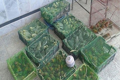 توقیف دو قایق صیادی حامل پرنده قاچاق در آبراه اروندرود