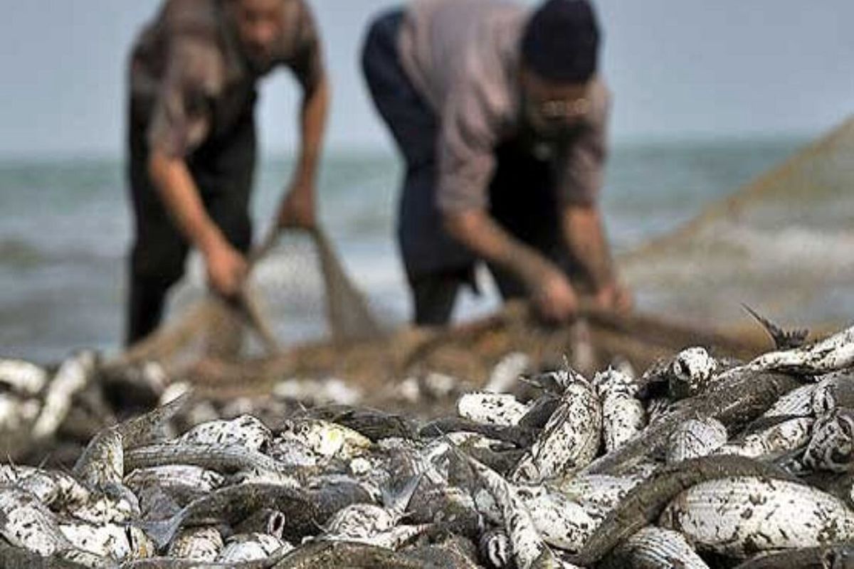رشد ۹۸ درصدی صید ماهیان استخوانی در آب‌های مازندران
