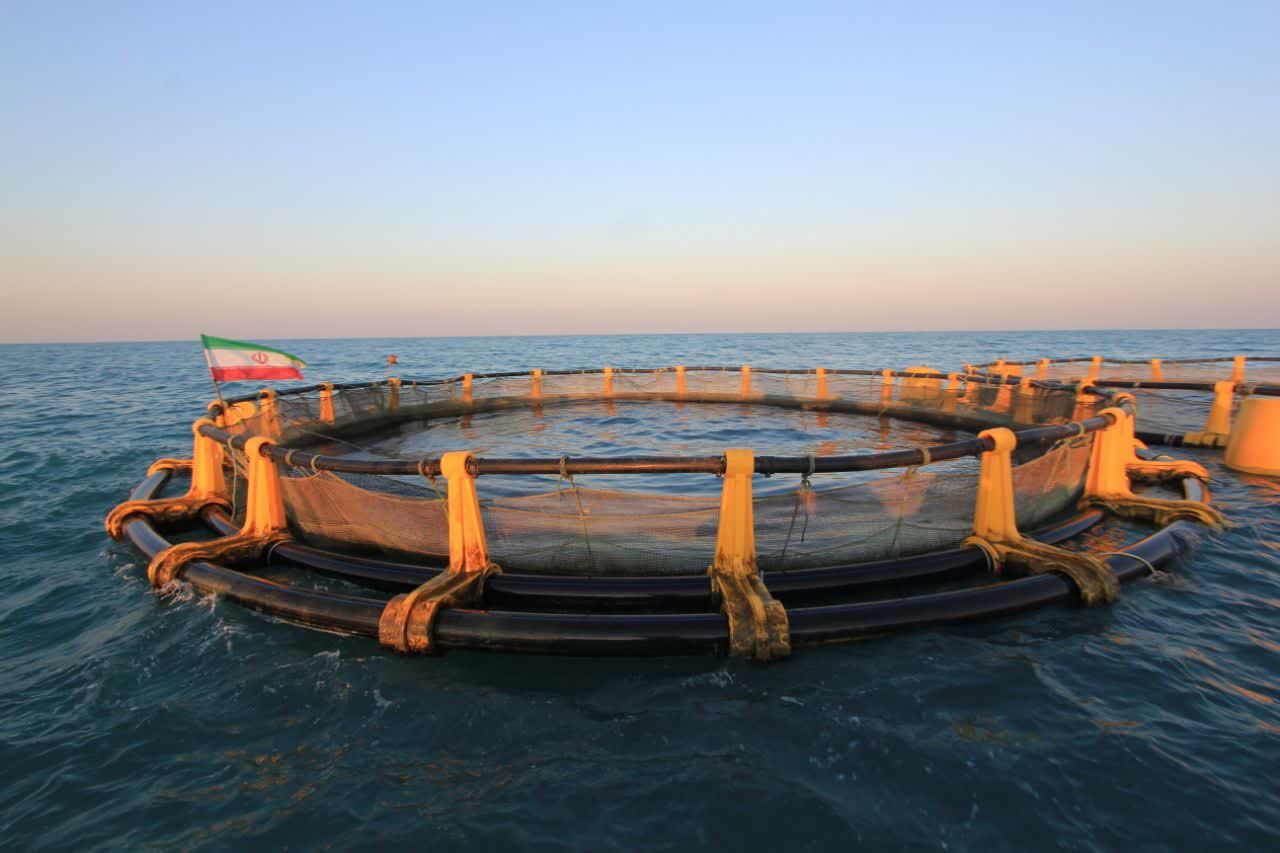 استقرار قفس‌های پرورش ماهیان دریایی در بندر بحرکان هندیجان