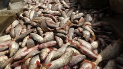صید بیش از ۱۲۰۰ تن انواع ماهیان استخوانی از آب‌های گلستان
