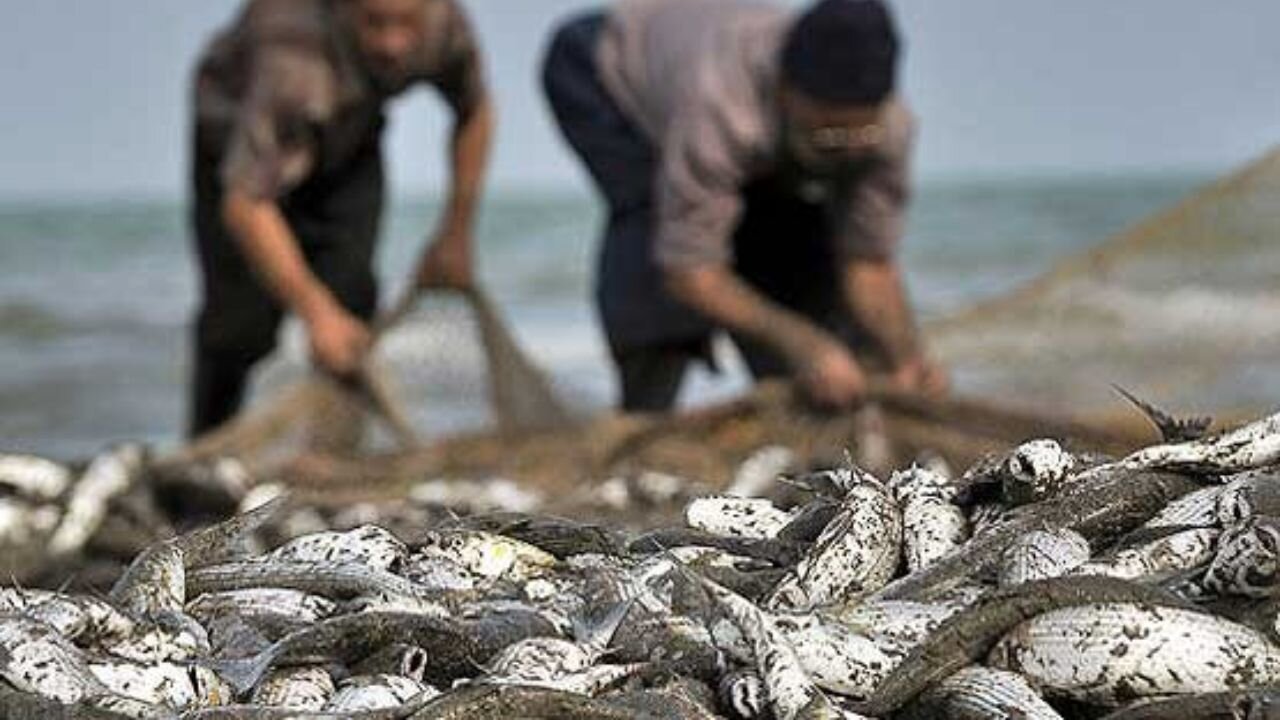 رشد ۷۱ درصدی صید ماهیان استخوانی دریای خزر