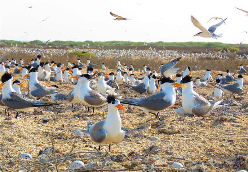 آغاز آماربرداری از مهاجرت پرندگان به آبگیر و تالاب‌های بوشهر