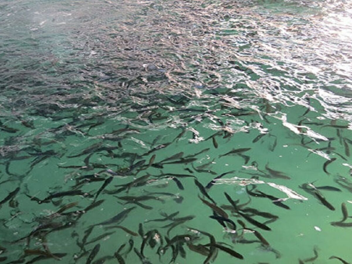 رهاسازی ۶ میلیون قطعه بچه ماهی در منابع آبی خوزستان