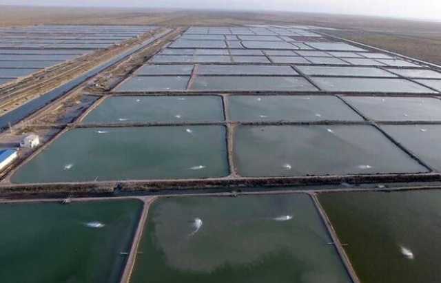 تولید ۲۱۰ هزار تُن آبزی  تا سال ۱۴۰۴ در خوزستان