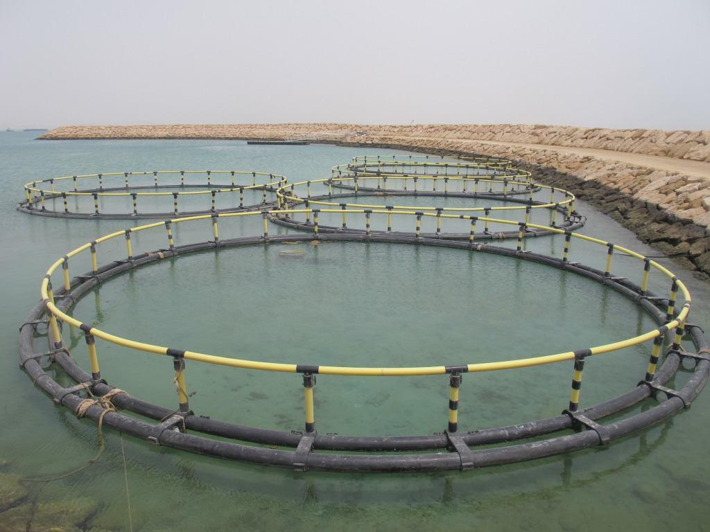 پایان مطالعات ۲۲۰ کیلومتر از سواحل خلیج فارس برای آبزی پروری