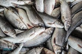 مصرف تازه تون ماهیان ۱۰ درصد افزایش می‌یابد/ رواج ساشیمی در ایران با عرضه تازه تون ماهیان