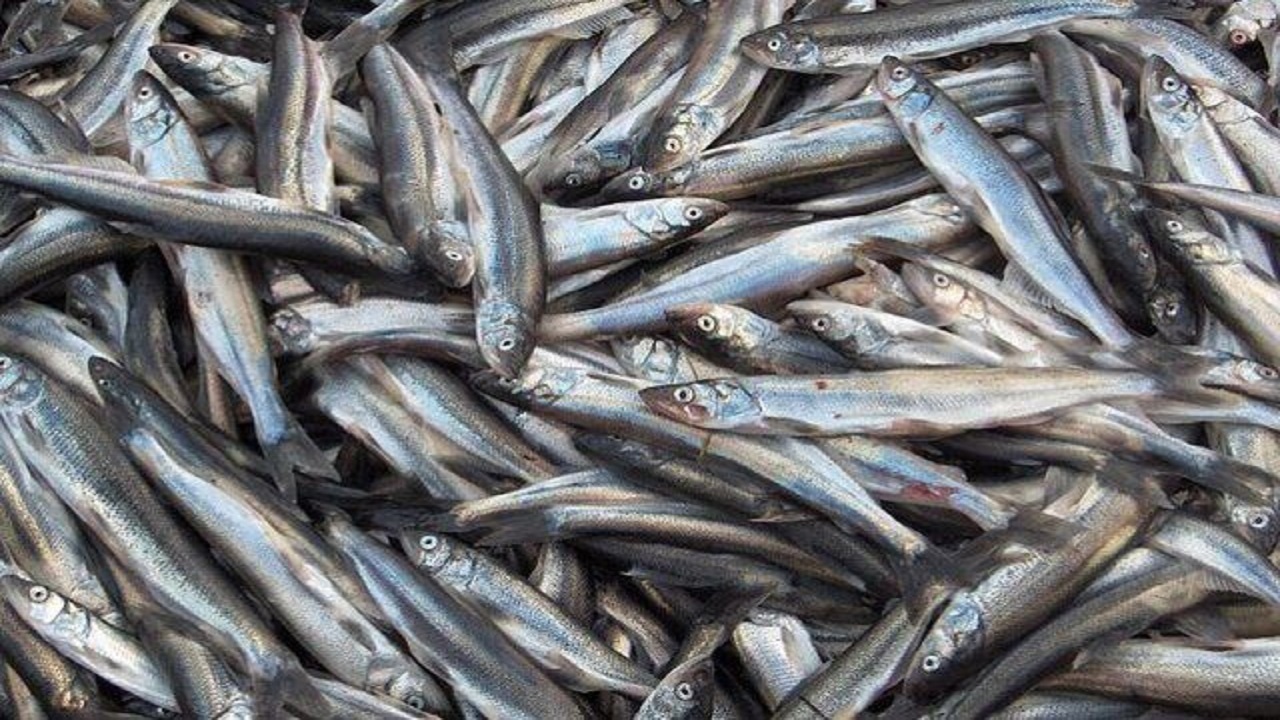 صید بیش از ۱۹ هزار تن  کیلکا در دریای خزر/  تبدیل 90 درصد صید کلیکا به پودر ماهی