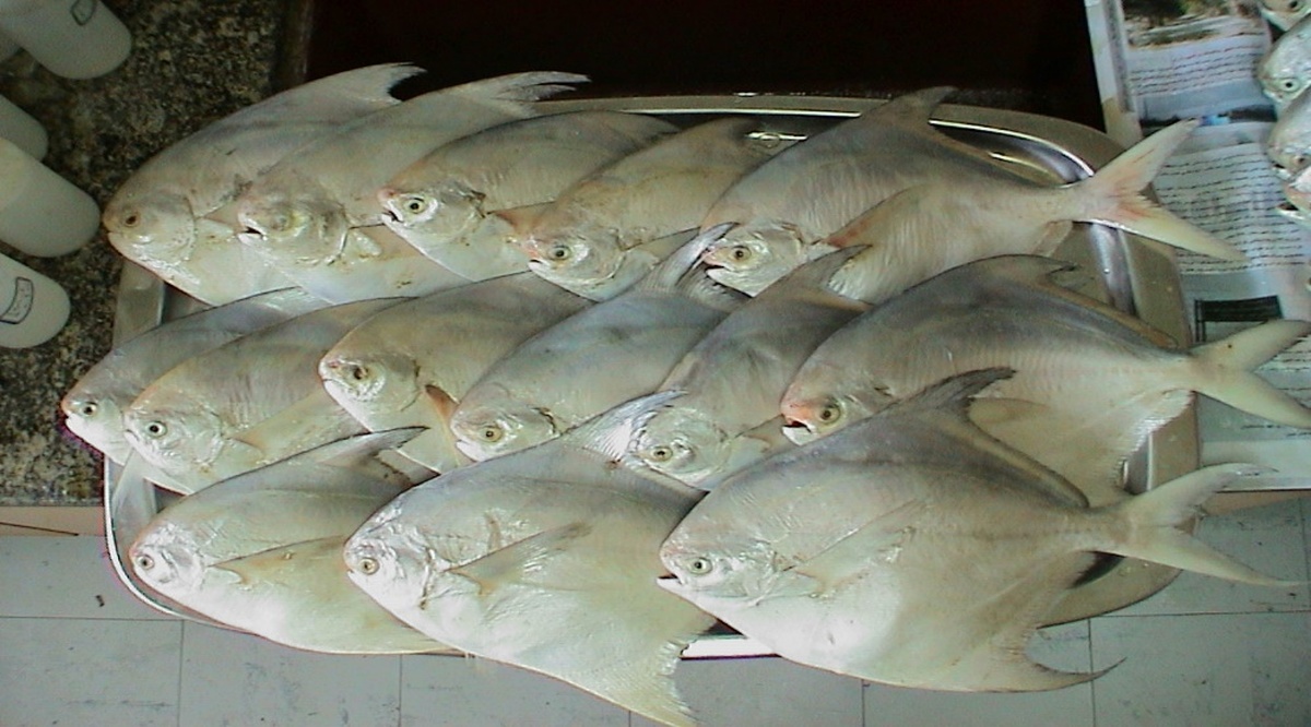 صید ماهی حلوا سفید در آب‌های استان بوشهر ممنوع شد