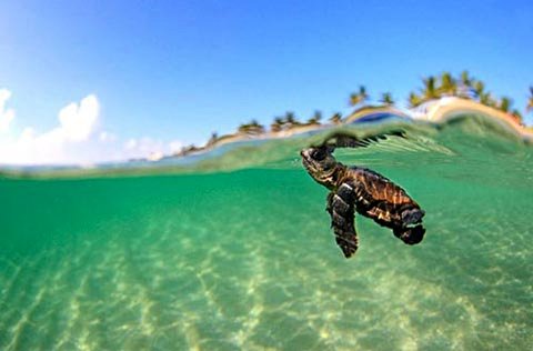 گردشگری بلای جان لاک‌پشت‌های پوزه عقابی