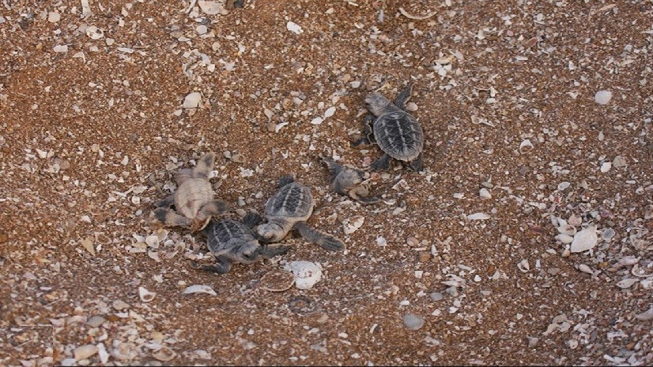 آغاز جوجه‌آوری لاک‌پشت‌های دریایی در سواحل عسلویه