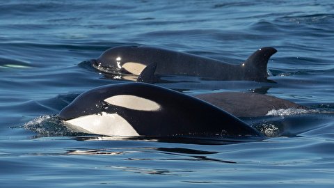 (عکس) نزدیک شدن ۲۴ نهنگ قاتل به یک ساحل