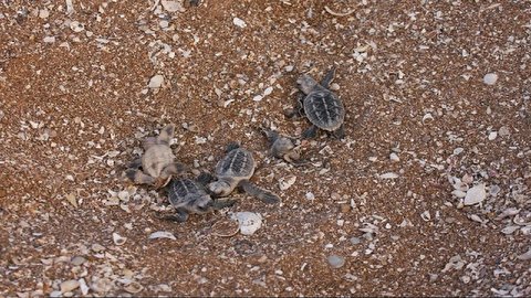 آغاز جوجه‌آوری لاک‌پشت‌های دریایی در سواحل عسلویه