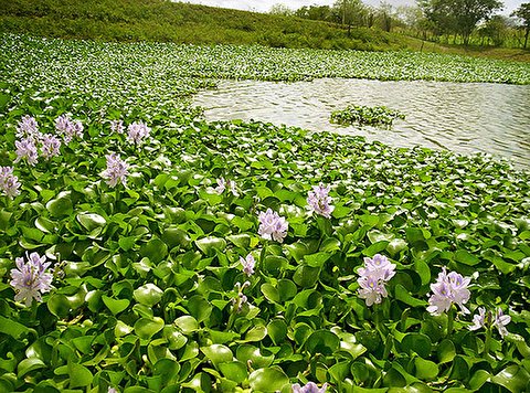 اختصاص ۵ میلیارد تومان جهت پاکسازی تالاب انزلی از گونه مهاجم سنبل آبی