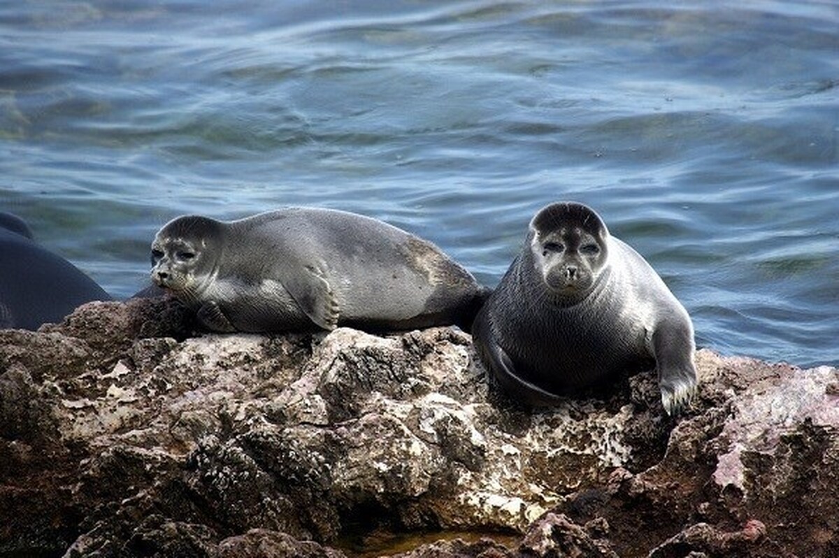 برنامه اقدام ملی جهت نجات ۷ گونه در معرض خطر دریایی