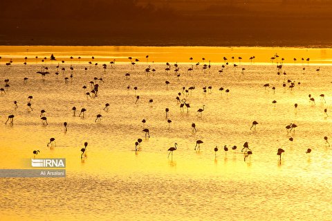 فلامینگو‌ها در تالاب‌های اقماری دریاچه ارومیه + عکس