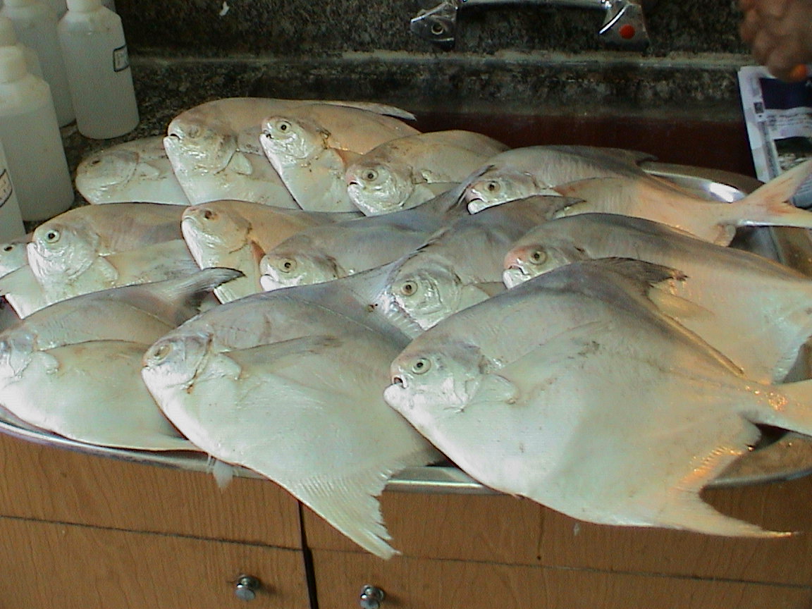 صید ماهی حلوا سفید در صیدگاه‌های خوزستان و بوشهر آزاد شد