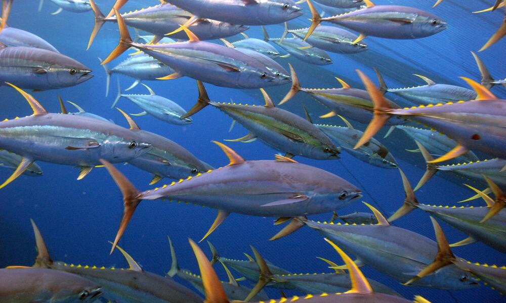 تاثیر منفی اکتشاف معادن دریایی بر زیست ماهی تُن