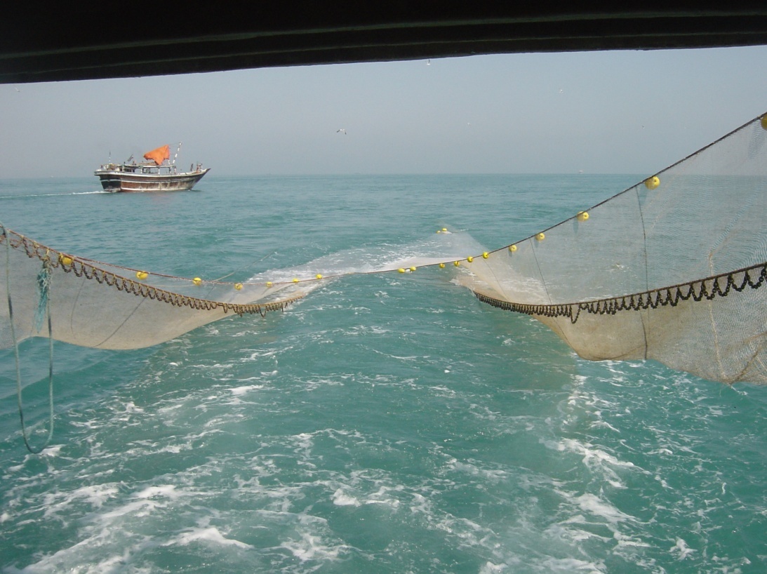 آغاز گشت‌های تحقیقاتی دریایی تعیین زمان صید میگو در خلیج فارس