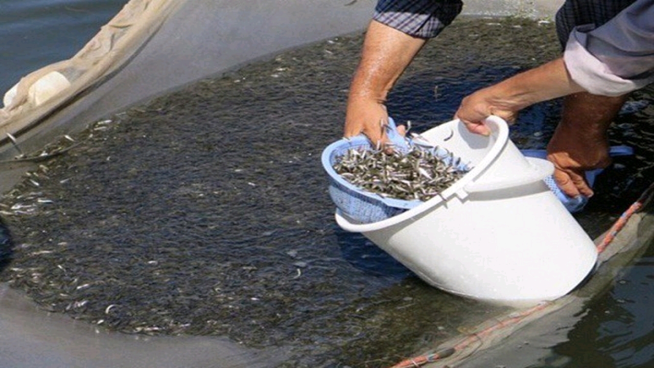 رهاسازی ۳۰۰ میلیون قطعه بچه ماهی استخوانی به دریای خزر