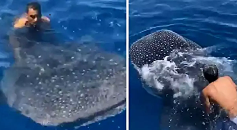 معرفی کوسه سواران در خلیج فارس به مراجع قضایی استان بوشهر