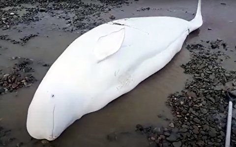 (ویدئو) نجات ۵ نهنگ سفید نادر به گل نشسته
