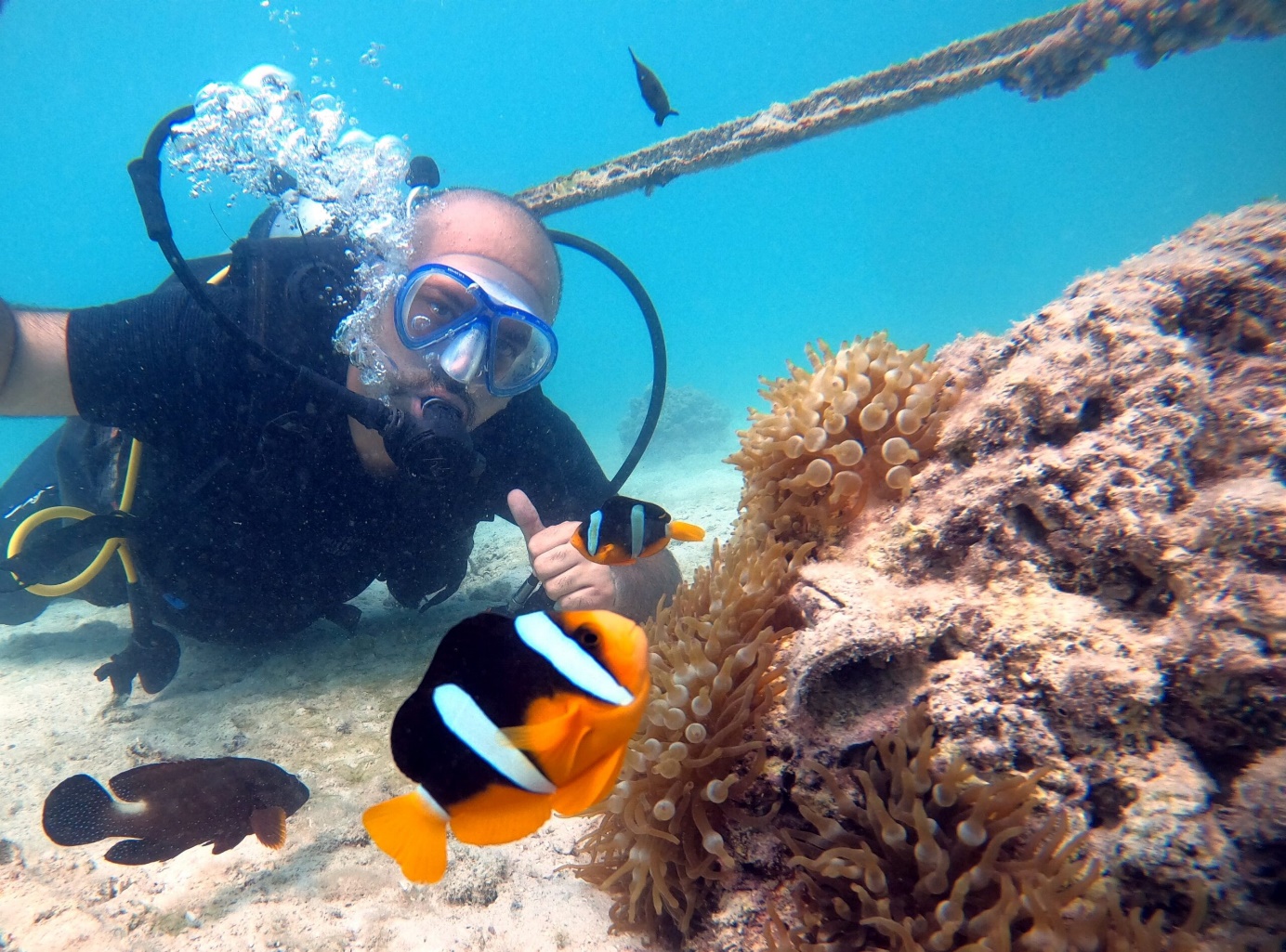 ایجاد سایت مرجانی در کیش ویژه بازدید گردشگران غواص