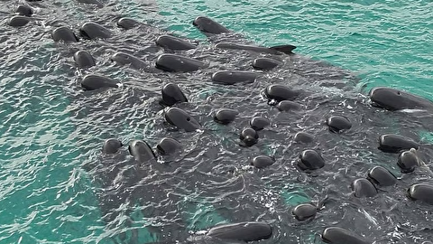 به گل نشستن ۱۰۰ نهنگ در ساحل استرالیا؛ ۵۰ نهنگ تلف شدند+( تصویر)