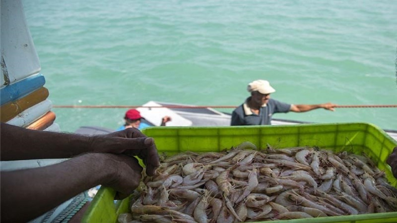 صید میگو دریایی از ۱۷ مرداد در استان بوشهر آغاز می‌شود
