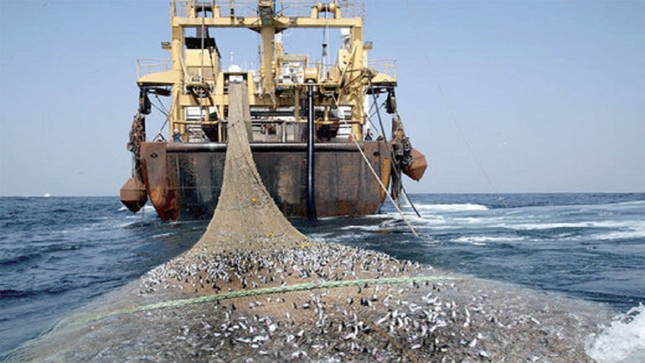 صید کیلکای دریای خزر به ۳ هزار و ۵۴۵ تن رسید/ کاهش ۱۲ درصدی صید کیلکای دریای خزر