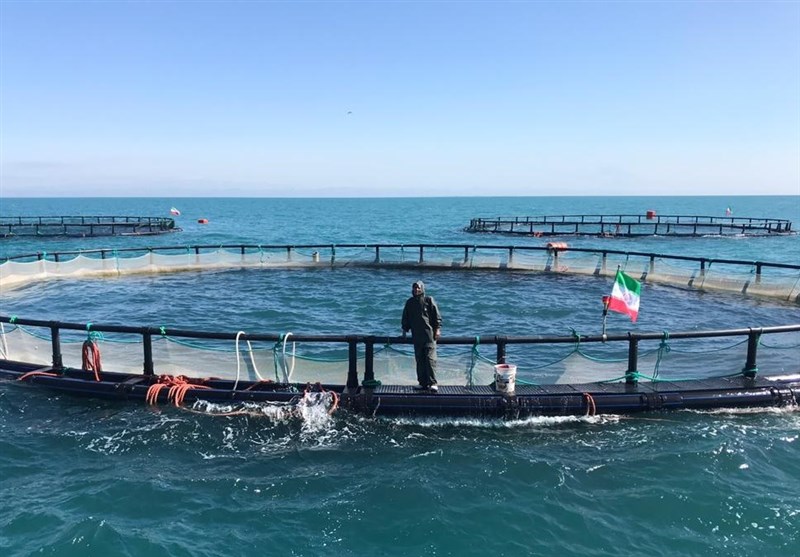 افتتاح ۶ پروژه پرورش ماهی در قفس دریایی در استان بوشهر