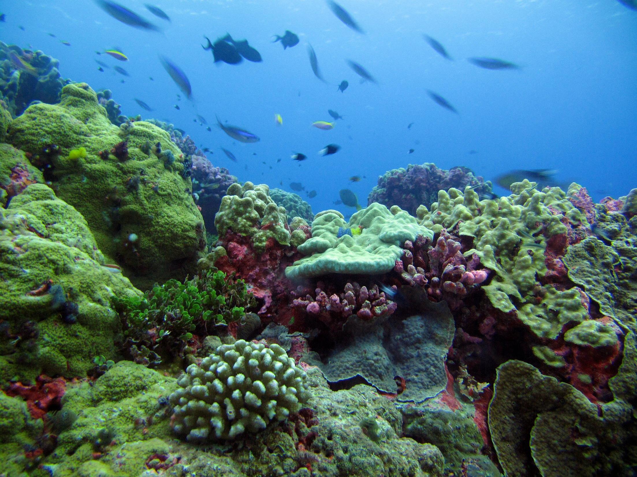 سازگاری مرجان ها با شرایط استرس زای محیطی خلیج فارس