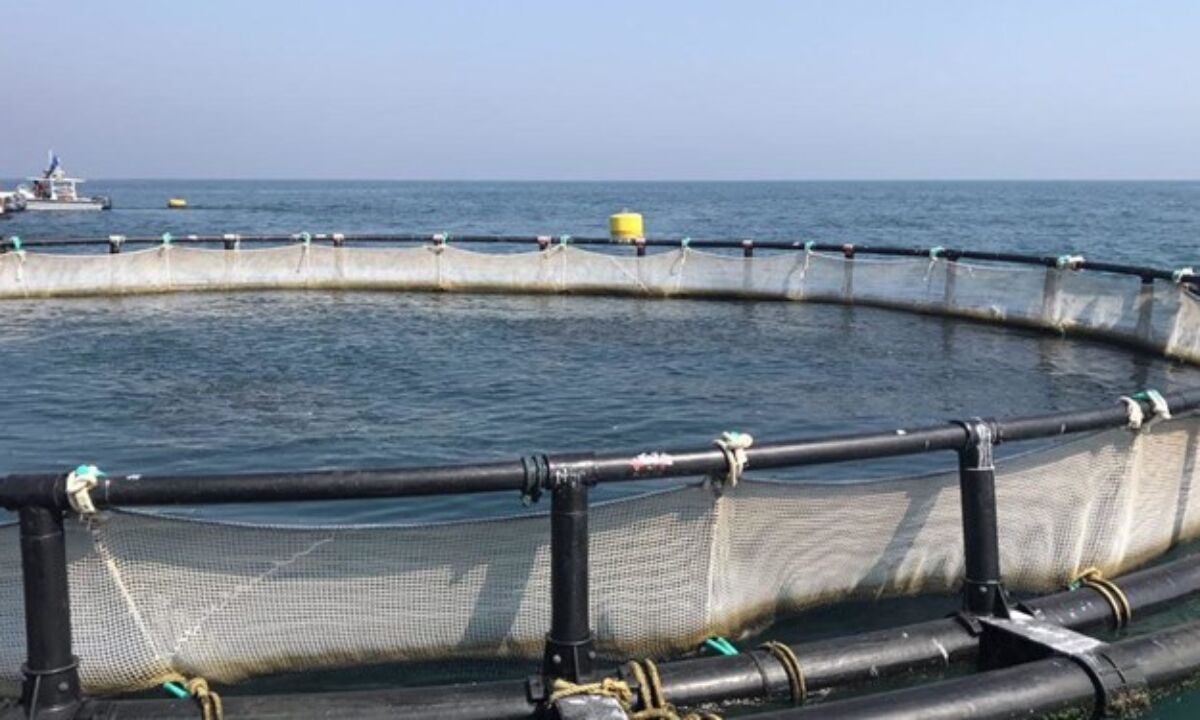 راه اندازی ۴۰ مزرعه جدید پرورش ماهیان دریایی در خلیج فارس و خزر