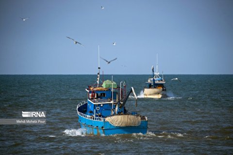 (تصاویر) صید کیلکا در دریای خزر