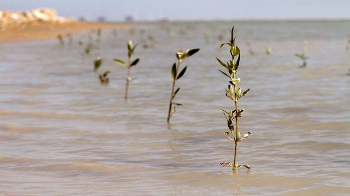 کاشت ۲۵۰۰ نهال حرا در تالاب بین‌المللی خور خوران