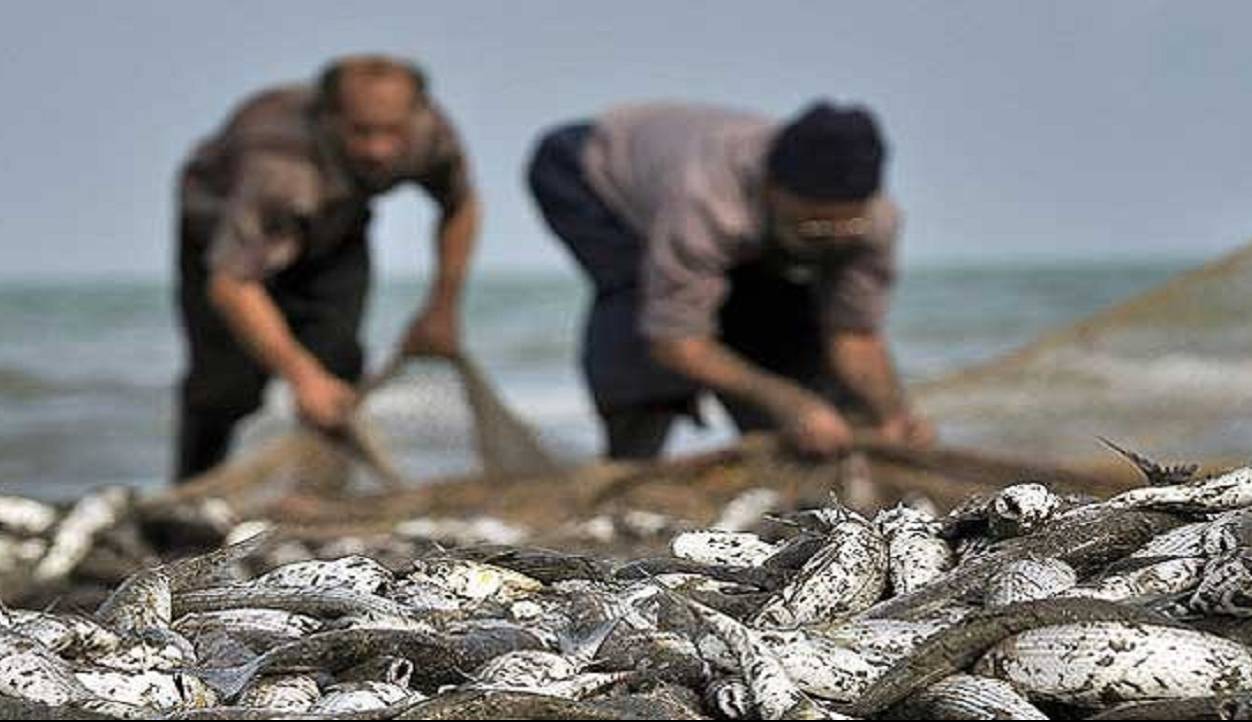 صید پره بالغ بر ۴ هزار تن ماهی استخوانی در دریای خزر