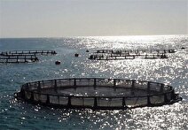 ۴۴ روستای ساحلی استان بوشهر قابلیت پرورش ماهی دارند