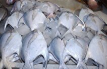 ممنوعیت صید ماهی حلوا سفید در صیدگاه‌های خلیج فارس