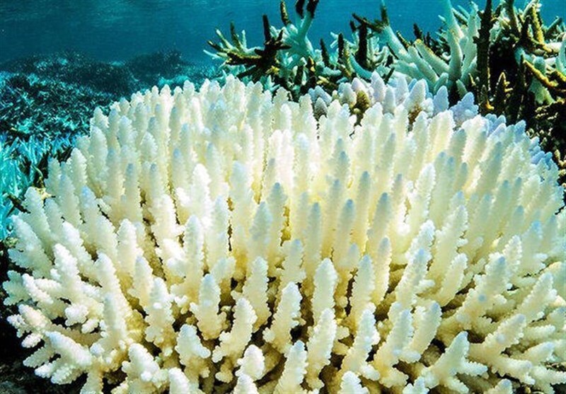 انجام بیش از ۶ هزار قلمه مرجان در زیستگاه دریایی بوشهر