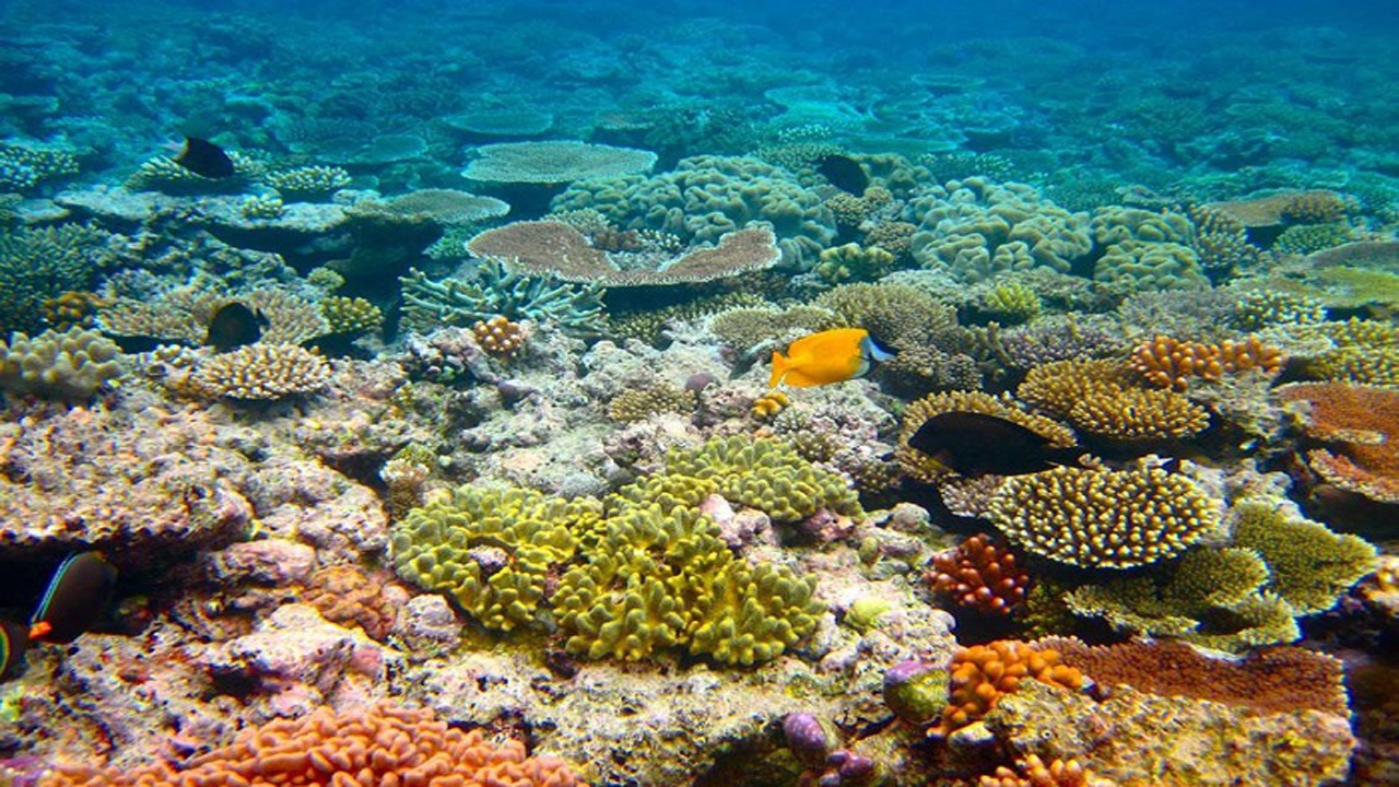 کشف زیستگاه مرجانی جدید در خلیج فارس
