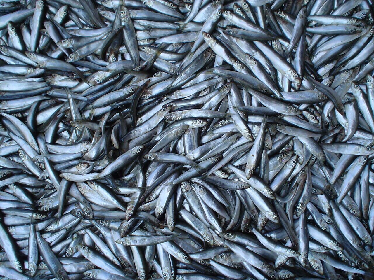 تخلیه سالانه ۵ هزار تُن ماهی کیلکا در بندر انزلی