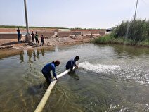 رهاسازی ۳۵۲ هزار بچه ماهی در تالاب بین المللی شادگان