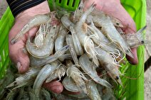 مجموع میگوی پرورشی امسال به ۵۰ هزار و ۳۶ تن رسید/ رشد ۳۷ درصدی پرورش میگو در سال ۱۴۰۴