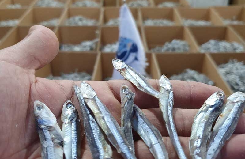 صادرات بیش از ۸ هزار تن ماهی خشک از منطقه آزاد قشم 