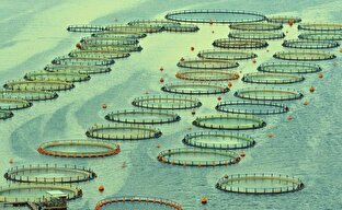 ساخت بزرگ‌ترین قفس دریایی کشور در نوشهر به مرحله پایانی رسید