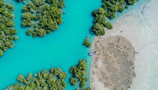 پویش کاشت ۱۰۰ اصله نهال حرا در جزیره «شیخ اندرآبی» قشم