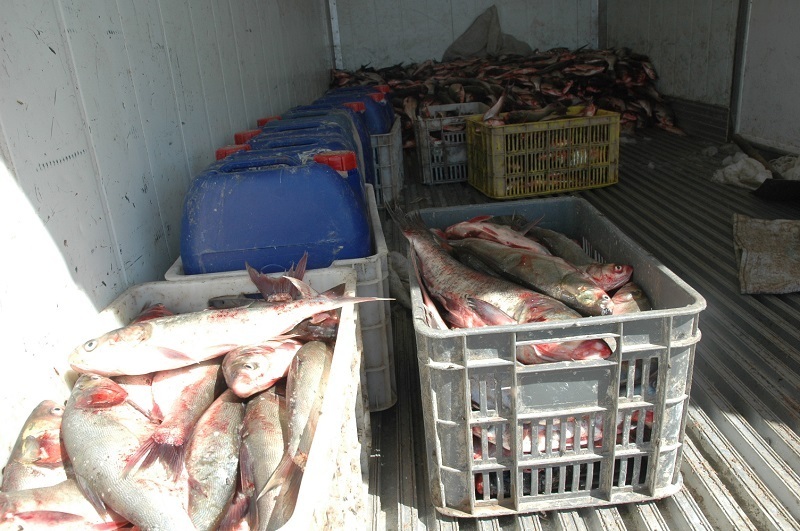 توقیف ۴ تن ماهی قاچاق در قشم توقیف ۴ تن ماهی قاچاق در قشم