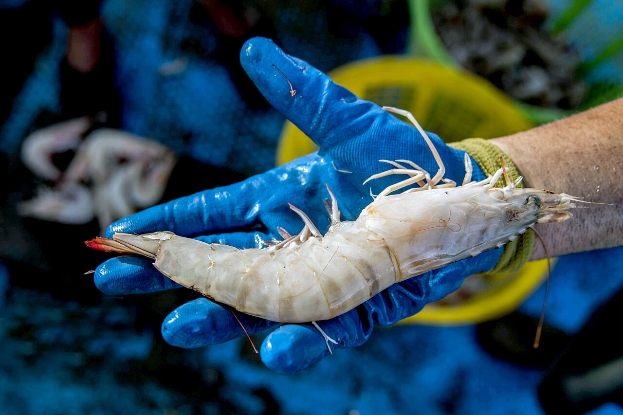 کلینیک شیلات قشم؛ عامل رونق تولید دریامحور کلینیک شیلات قشم؛ عامل رونق تولید دریامحور