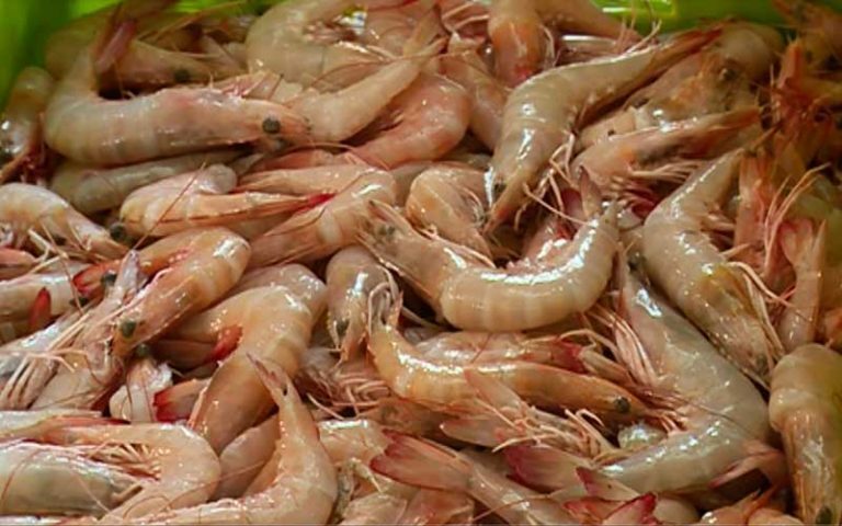 رشد ۷۱ درصدی تولید میگو در مزارع پرورشی بوشهر رشد ۷۱ درصدی تولید میگو در مزارع پرورشی بوشهر